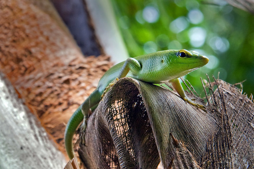 Lamprolepis smaragdina philippinica