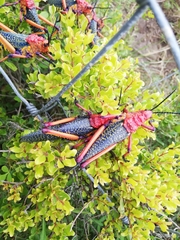 Phymateus morbillosus morbillosus