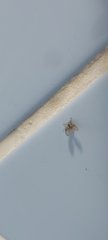 Clogmia albipunctata