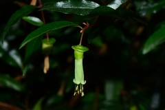 Correa baeuerlenii