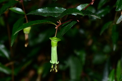 Correa baeuerlenii
