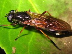 Sargus niphonensis