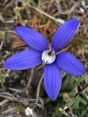 Cyanicula gemmata