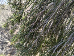 Melaleuca uncinata