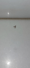 Clogmia albipunctata