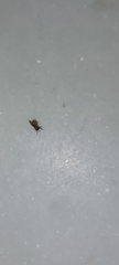 Clogmia albipunctata