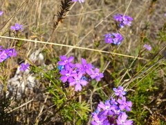 Glandularia aristigera
