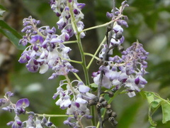 Wisterieae