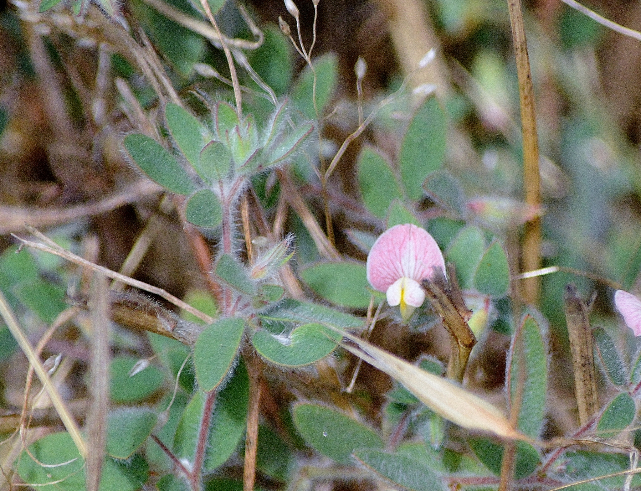 Acmispon americanus var. americanus