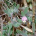 Spanish Clover - Photo (c) Todd Plummer, some rights reserved (CC BY-NC-SA)