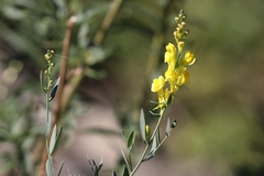 Linaria angustissima