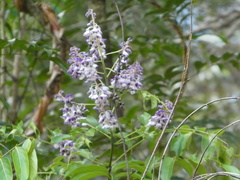 Wisterieae
