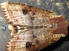 Xylena formosa