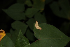 Timandra convectaria