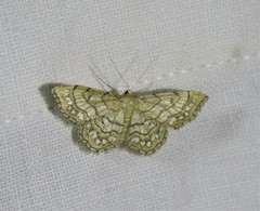 Idaea moniliata