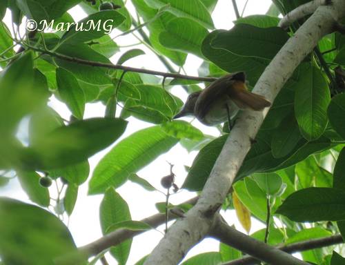 Bright-rumped Attila (Attila spadiceus)