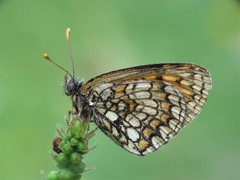 Melitaea deione