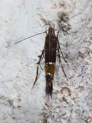 Cosmopterix gemmiferella