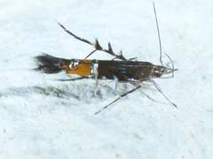 Cosmopterix gemmiferella