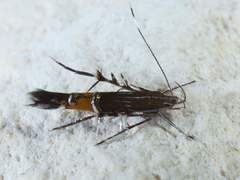 Cosmopterix gemmiferella
