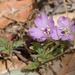 Clarkia purpurea purpurea - Photo (c) Todd Plummer, algunos derechos reservados (CC BY-NC-SA)