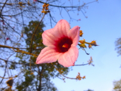 Brachychiton discolor