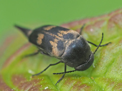 Variimorda villosa