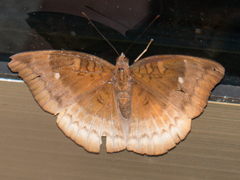 Euthalia monina kesava
