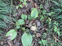Hosta plantaginea