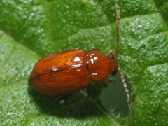 Neocrepidodera transversa
