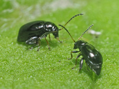 Longitarsus anchusae