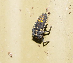 Cleobora mellyi