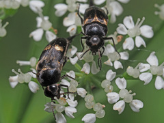 Variimorda villosa
