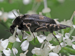 Variimorda villosa
