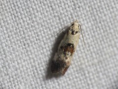 Neocochylis millierana