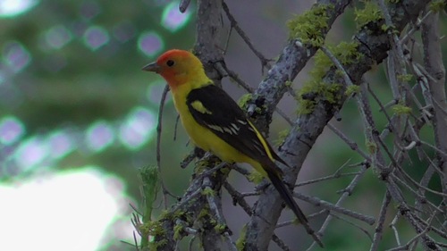 iNaturalist observation photo of Western Tanager