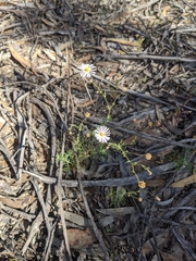 Brachyscome lineariloba