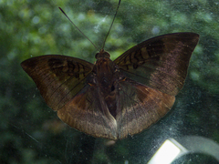 Euthalia monina kesava