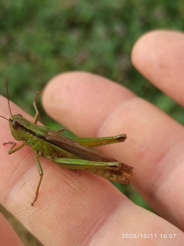 Mecostethus parapleurus
