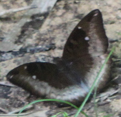 Euthalia monina kesava