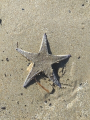Astropecten jonstoni