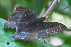 Euthalia monina kesava