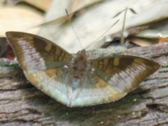 Euthalia monina kesava