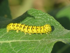 Cucullia lychnitis