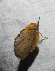 Gastropacha quercifolia