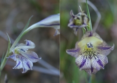 Gladiolus recurvus