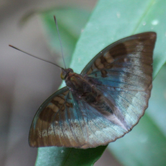 Euthalia monina kesava