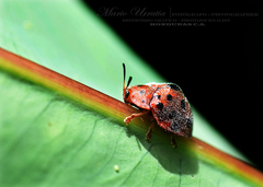 Chelymorpha gressoria