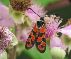 Zygaena fausta