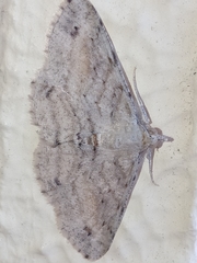 Scioglyptis lithenopa